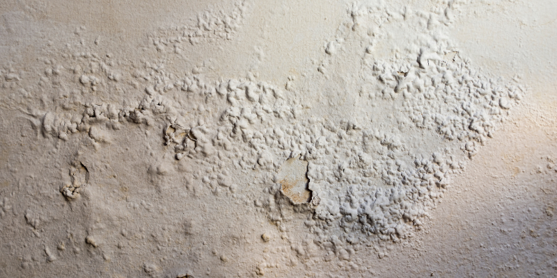Bubble Plaster Needs Waterproofing
